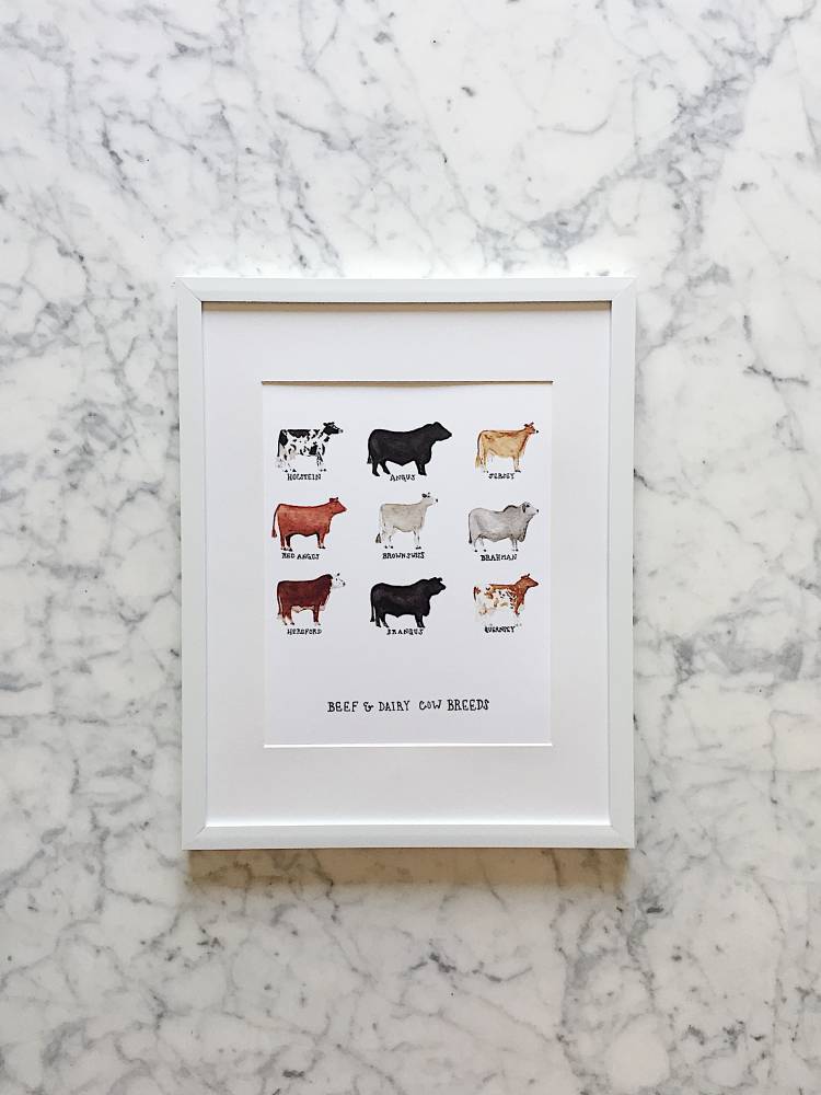 A watercolor art prints display 9 different types of popular beef and dairy cow breeds with a white background.