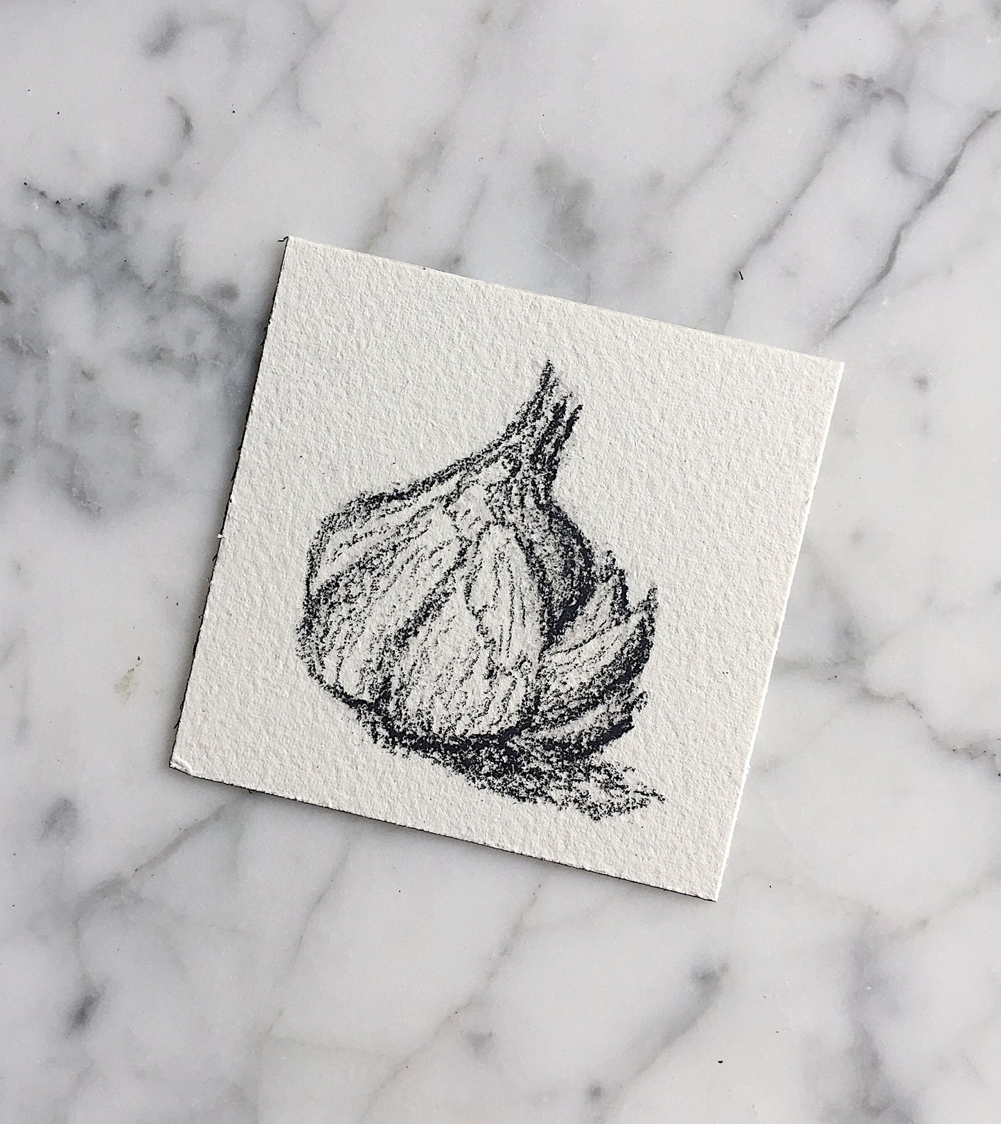 Garlic Charcoal Sketch